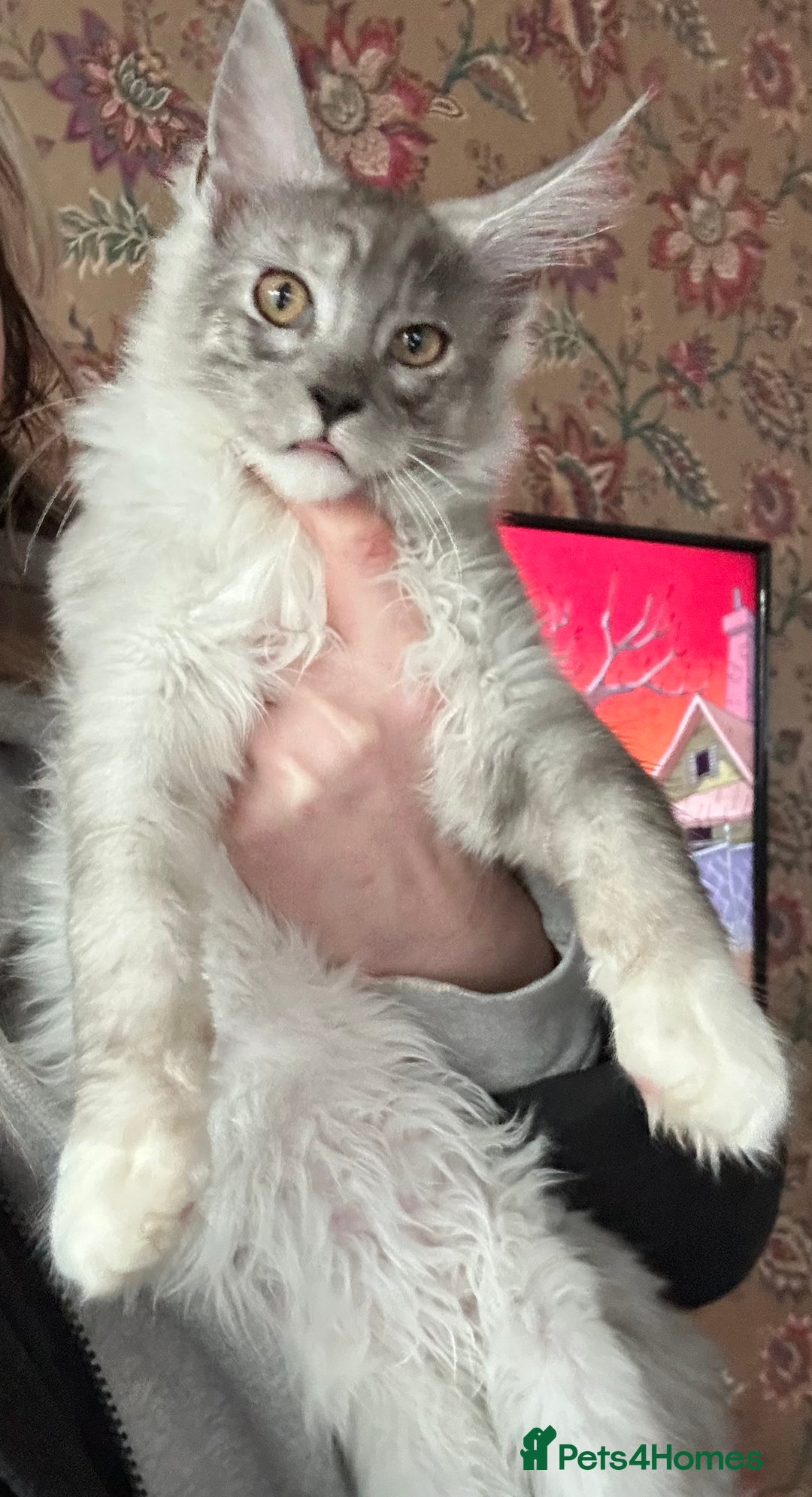 Maine Coon cats for sale: Maine coon kittens  - Advert 11