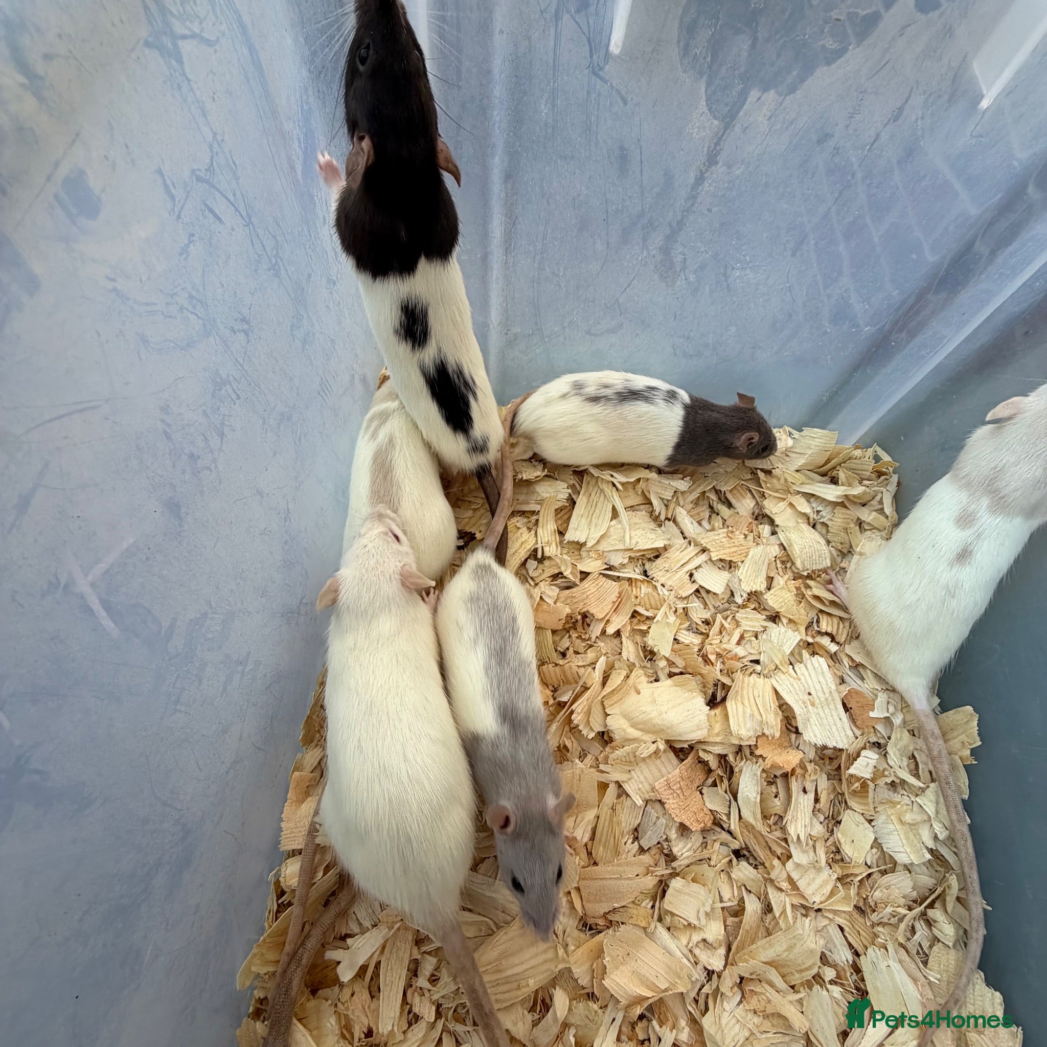 Rat rodents Dumbo rats for sale  - Advert 2