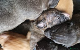 Mixed Breed dogs for sale: Presa/American Johnson bulldog - Image 6