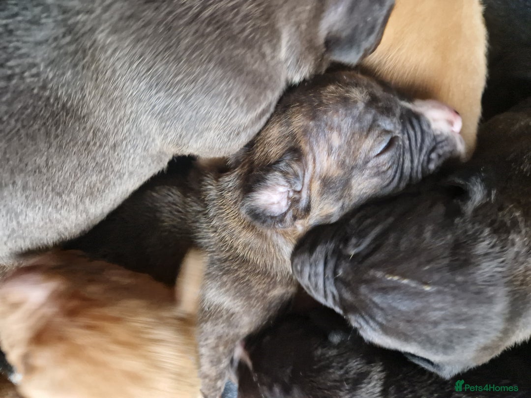 Mixed Breed dogs for sale: Presa/American Johnson bulldog - Image 6