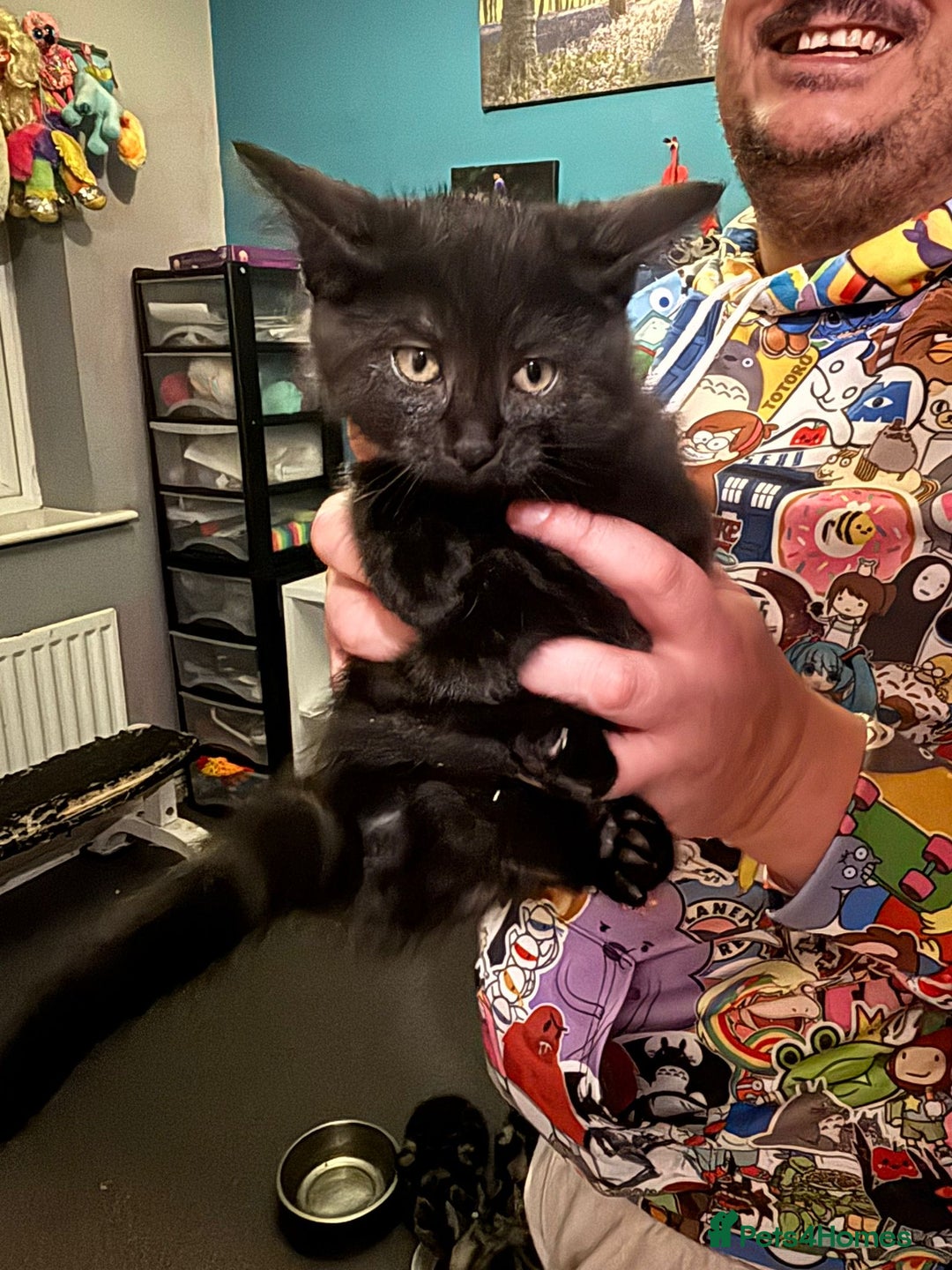 Maine Coon cats for sale: Beautiful, friendly playful Maine Coon cross kits - Advert 15