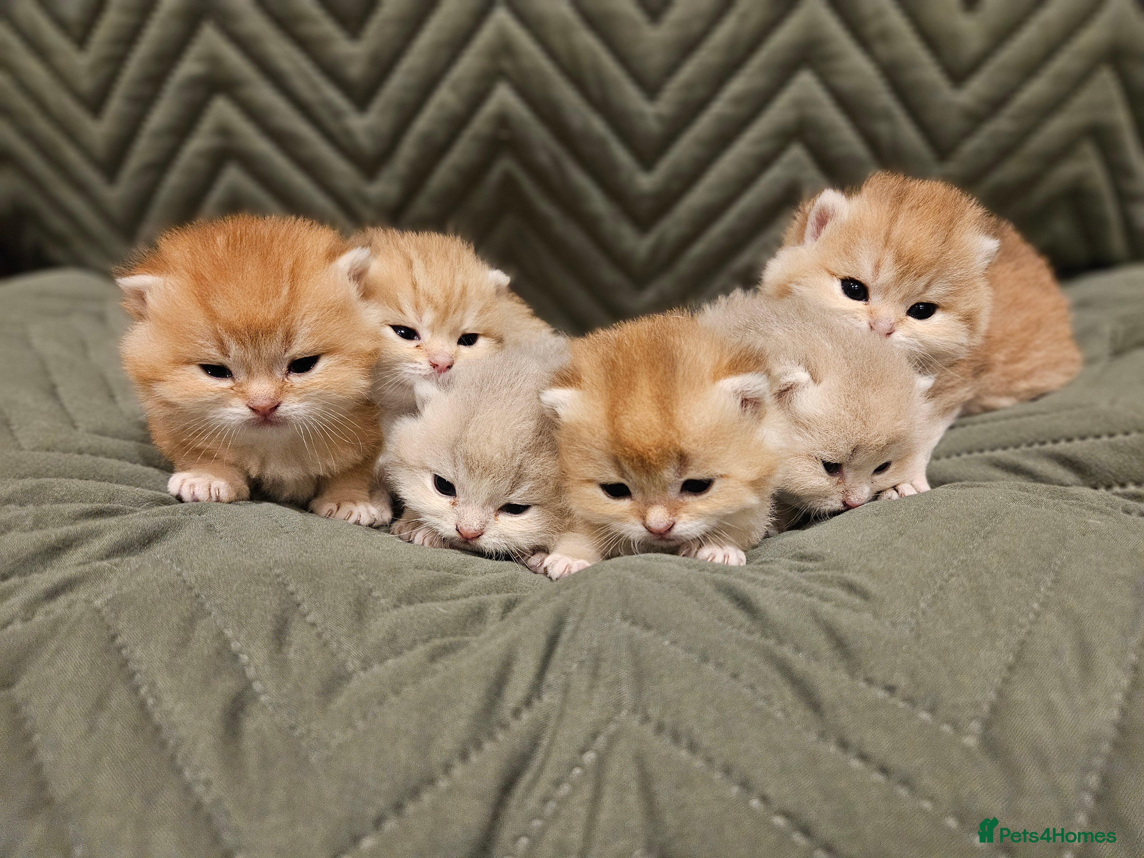 British Shorthair cats Pure Pedigree BSH Kittens GCCF Rare Golden /Silver - Advert 5