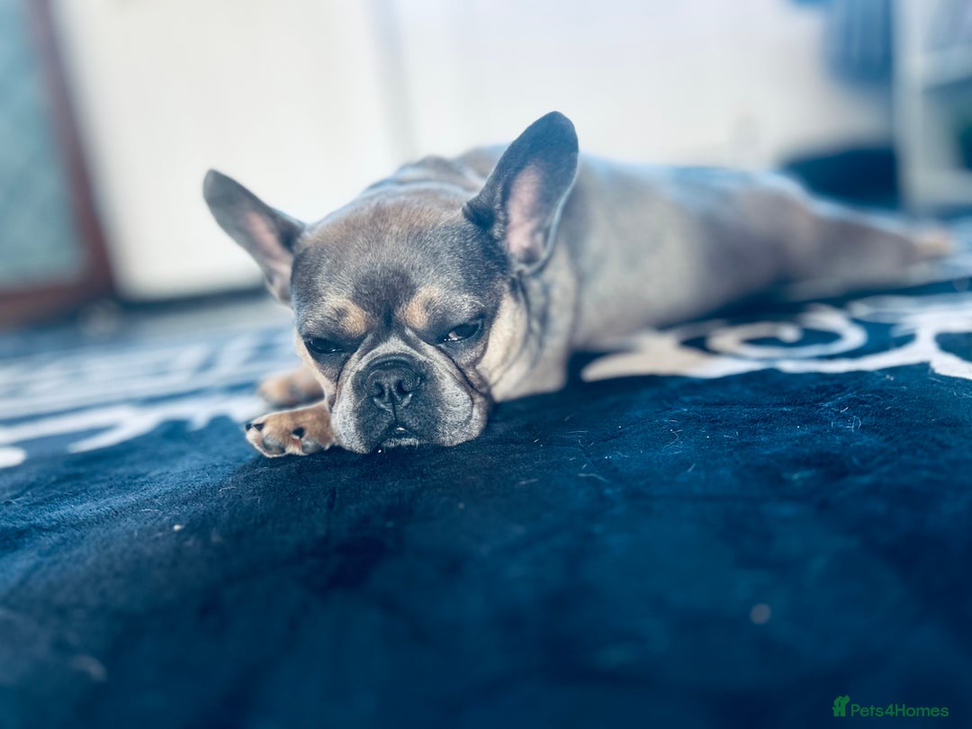 French Bulldog dogs for sale: French bulldog  - Image 2