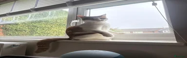 Domestic Shorthair 1