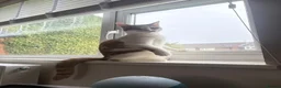 Domestic Shorthair cats for sale: Freddie in Ellesmere Port - Advert 4