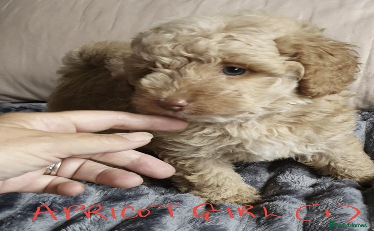 Toy Poodle dogs - Advert 6