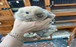 Mini Lop rabbits for sale: Pure bred mini lop - Image 6