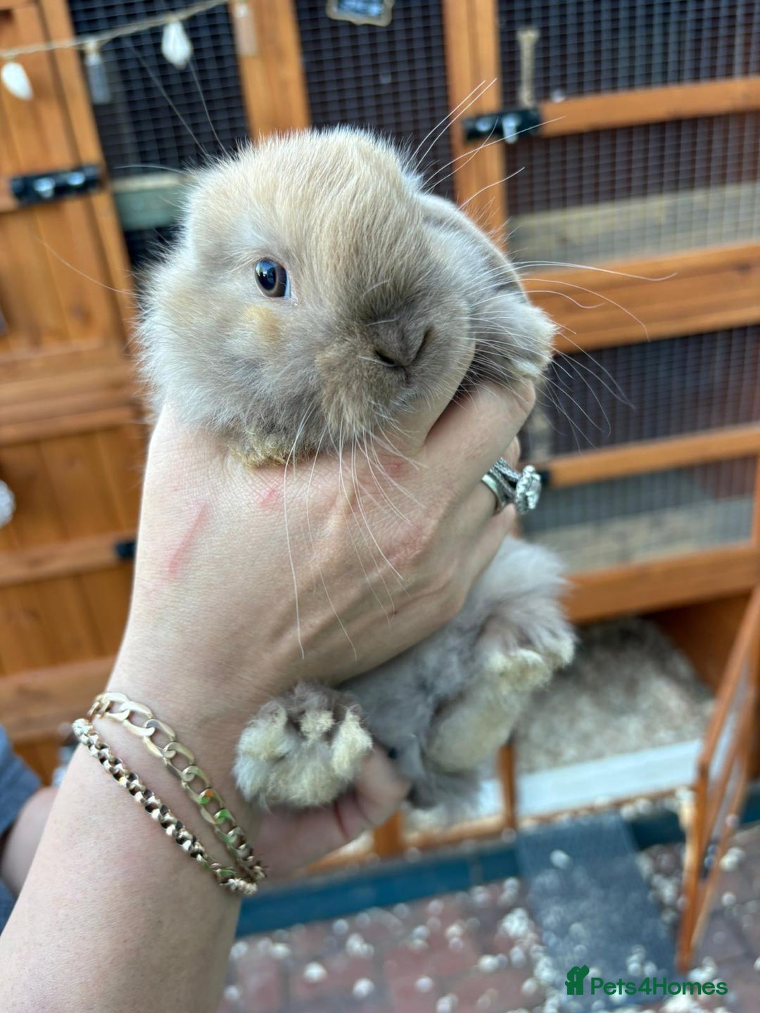 Mini Lop rabbits for sale: Pure bred mini lop - Image 6