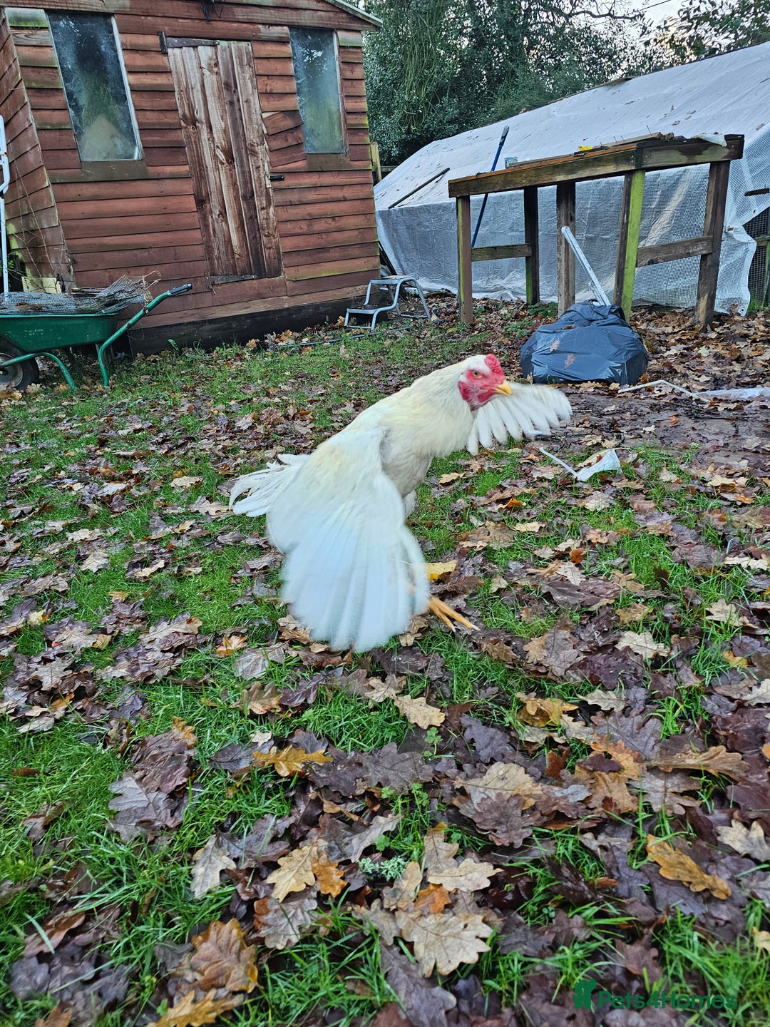 Chickens poultry for sale: O shamo german 7 months old  - Advert 4