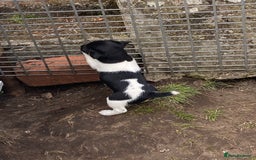 Jack Russell dogs for sale: Jack Russel pups - Image 5