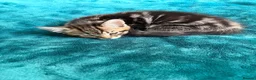 British Shorthair cats for sale: Beautiful playful kittens ready for a new home - Advert 3