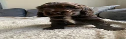 Cocker Spaniel dogs for sale: kc registered chocolate show type cockers - Advert 6