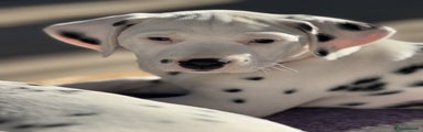 Dalmatian Puppy 2