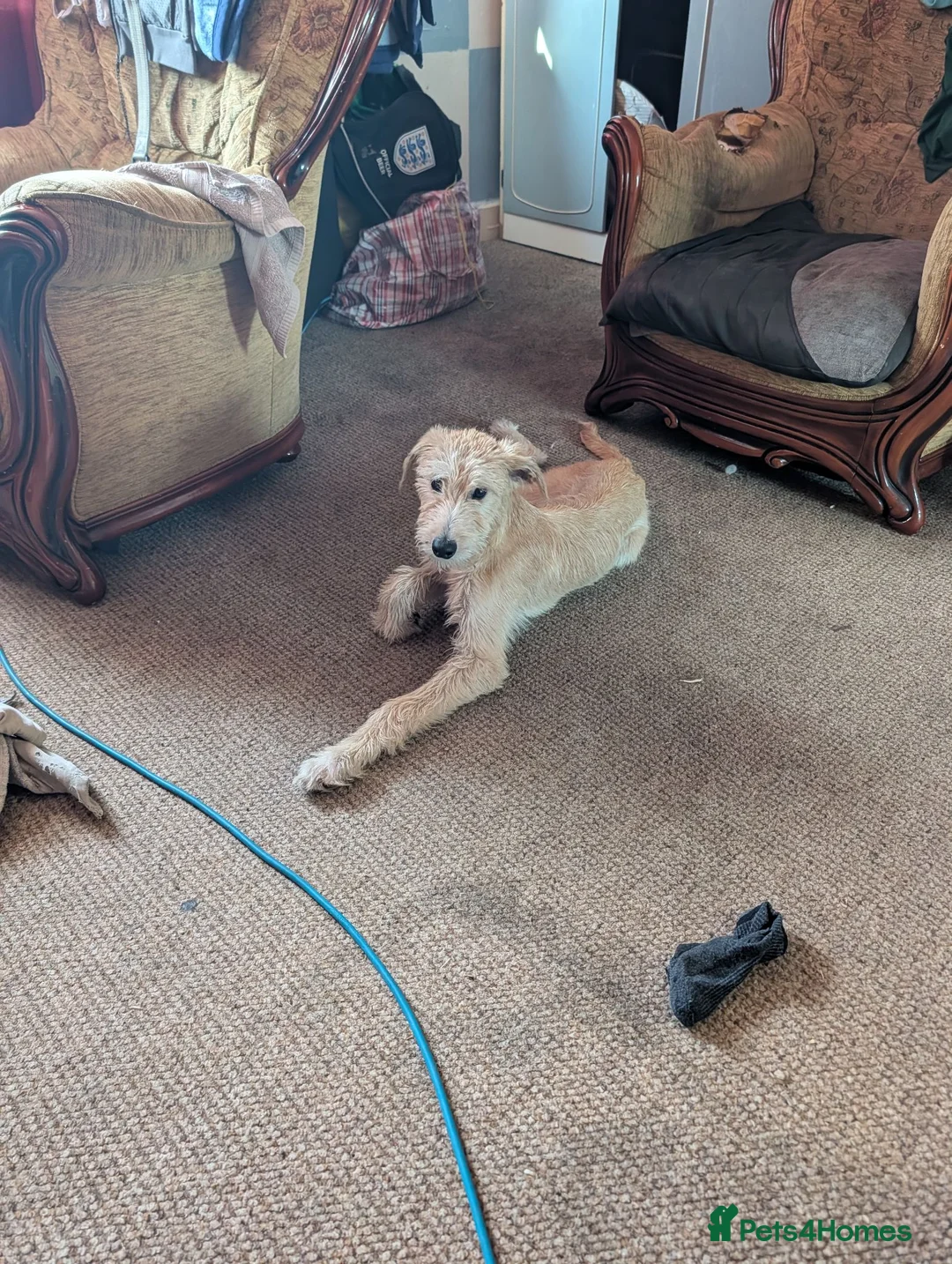 Mixed Breed dogs for sale: Petey  - Advert 2