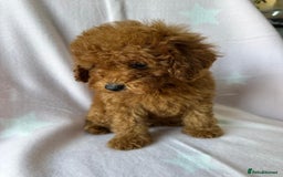 Miniature Poodle dogs for sale: Small size beautiful perfect poodle babys - Image 18