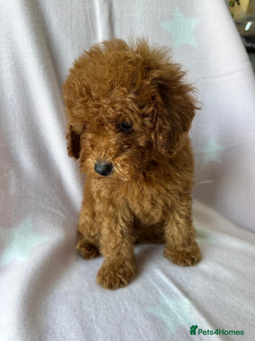 Miniature Poodle dogs for sale: Small size beautiful perfect poodle babys - Image 18