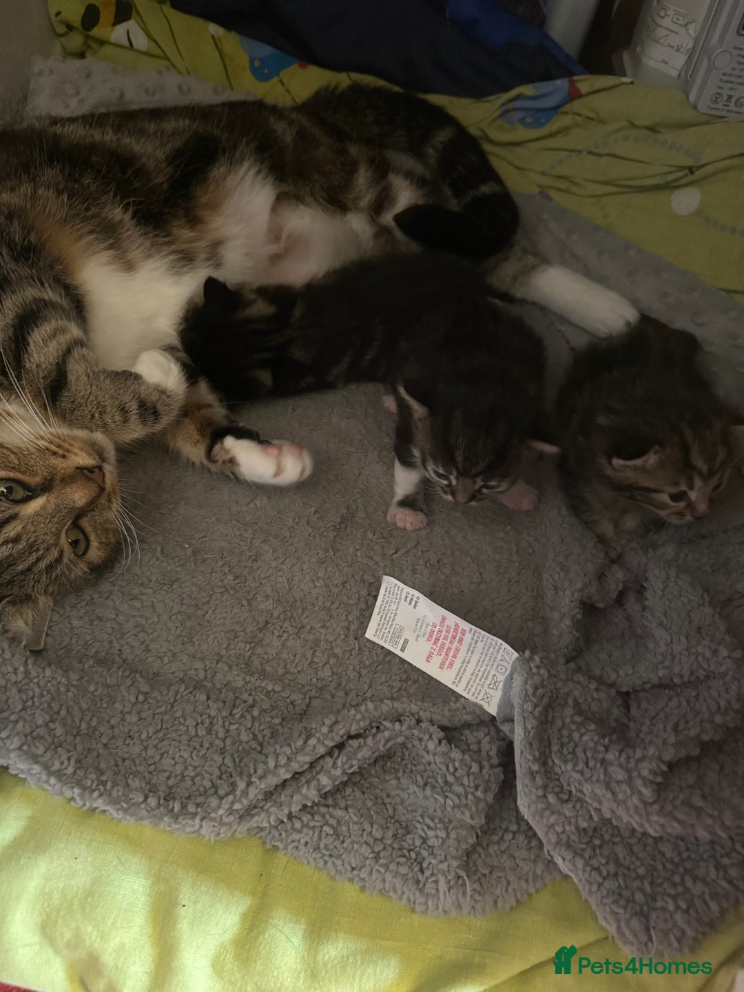 American Shorthair cats for sale: Shorthair Kittens Ready for loving homes  - Advert 8