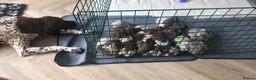 German Shorthaired Pointer dogs for sale: KC Registered German Shorthaired Pointer Puppies - Advert 3