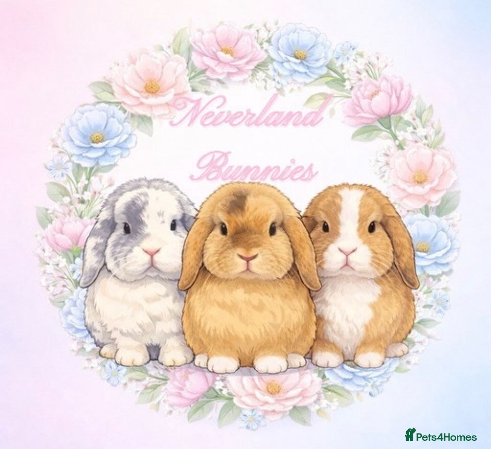 Mini Lop rabbits 🐰 Future Litters – Waiting List Now Open - Advert 23