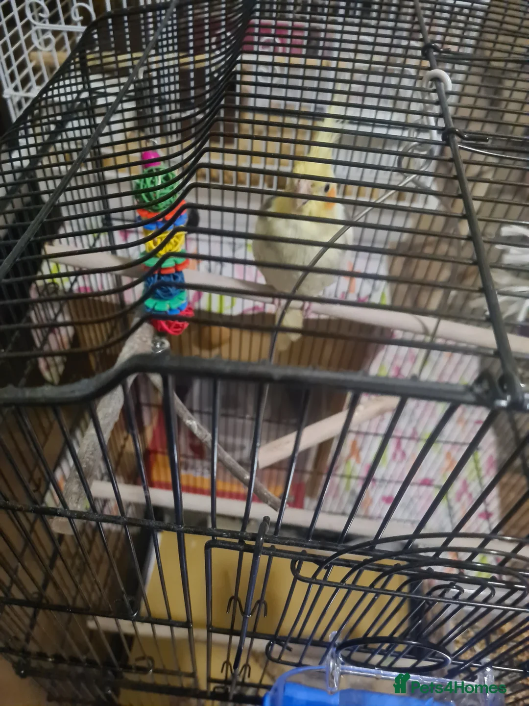 Cockatiels birds for sale: Yellow faced cockateil - Advert 2