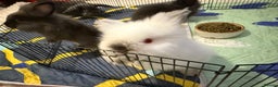 Lionhead rabbits for sale: Lionhead  - Advert 10