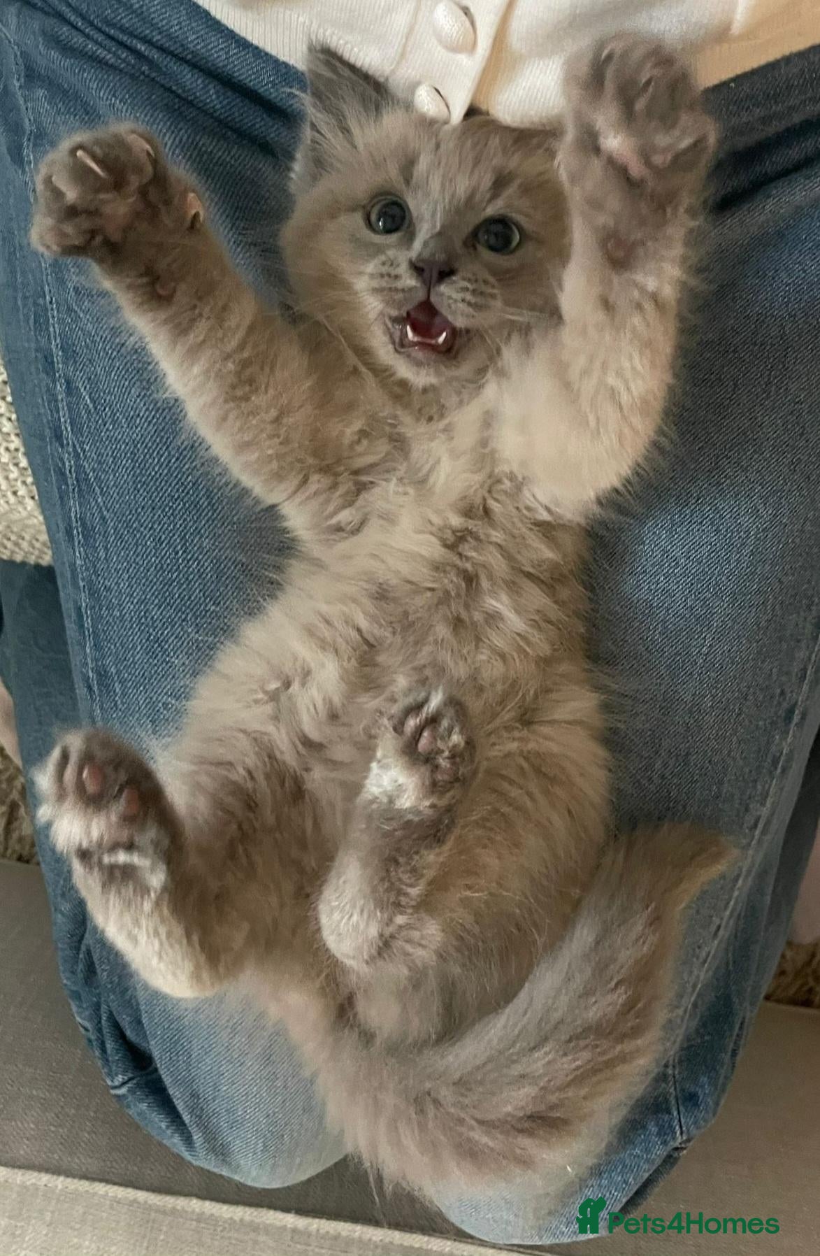 Ragdoll cats for sale: Seal Mink, Sealpoint and Mink Ragdoll kittens - Advert 1