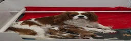 Cavalier King Charles Spaniel dogs for sale: Beautiful health tested cavalier pups - Advert 5