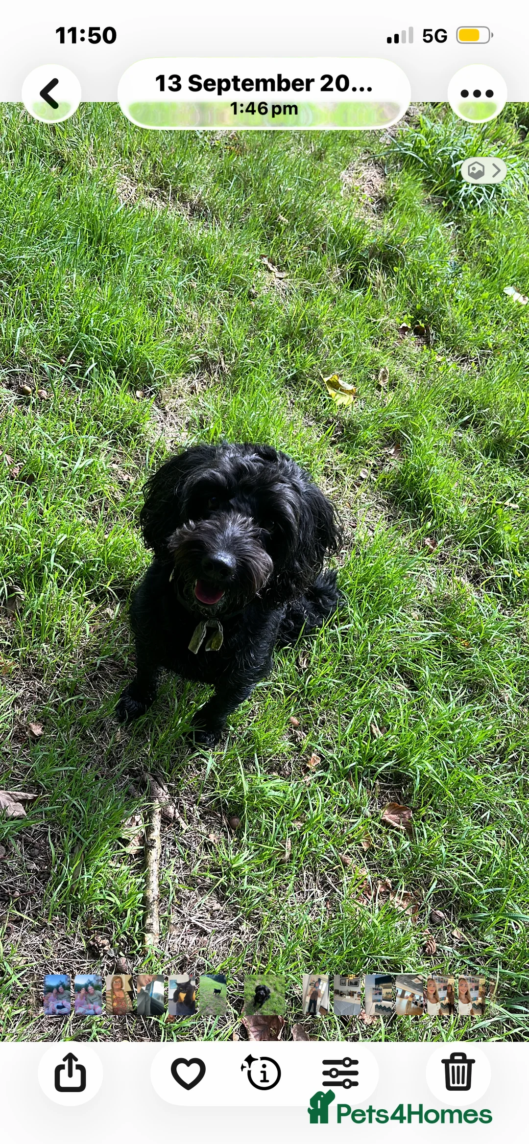 Cockapoo dogs for sale: female cockapoo  - Advert 9