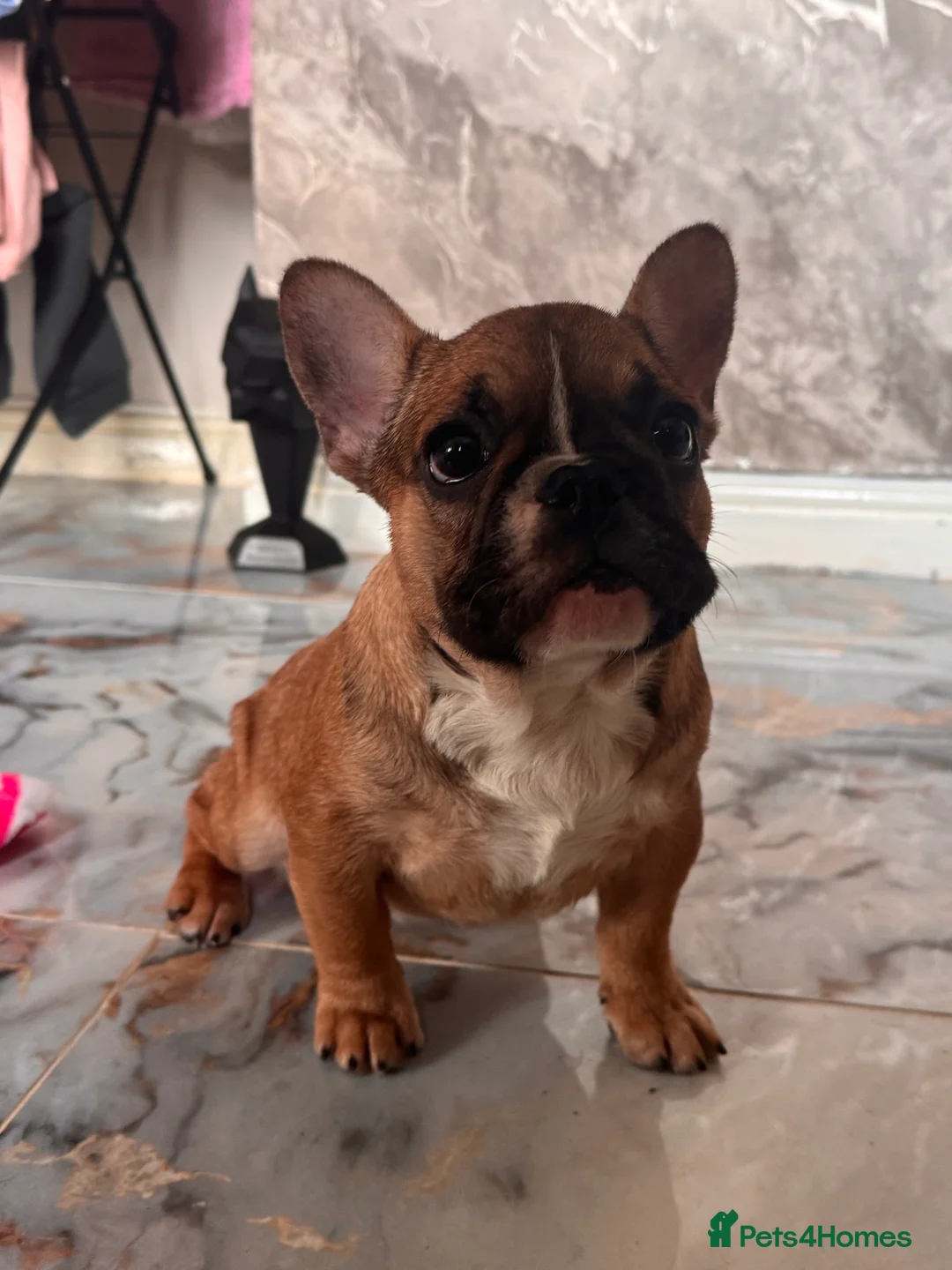 French Bulldog dogs for sale: Champion Sired last female Fawn French bulldog - Advert 2