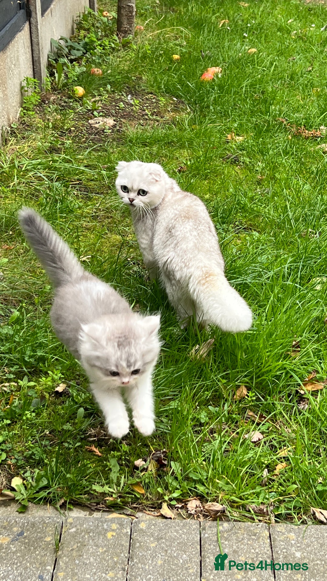 Domestic Shorthair cats for sale: Adorable Scottish Fold x Domestic Hair kittens - Image 4