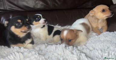 Jack Russell dogs - Advert 6