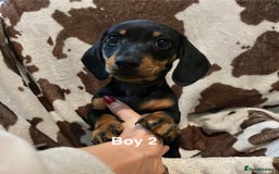 Miniature Dachshund dogs for sale: ✨ Gorgeous Miniature Dachshund Puppies ✨ - Image 2