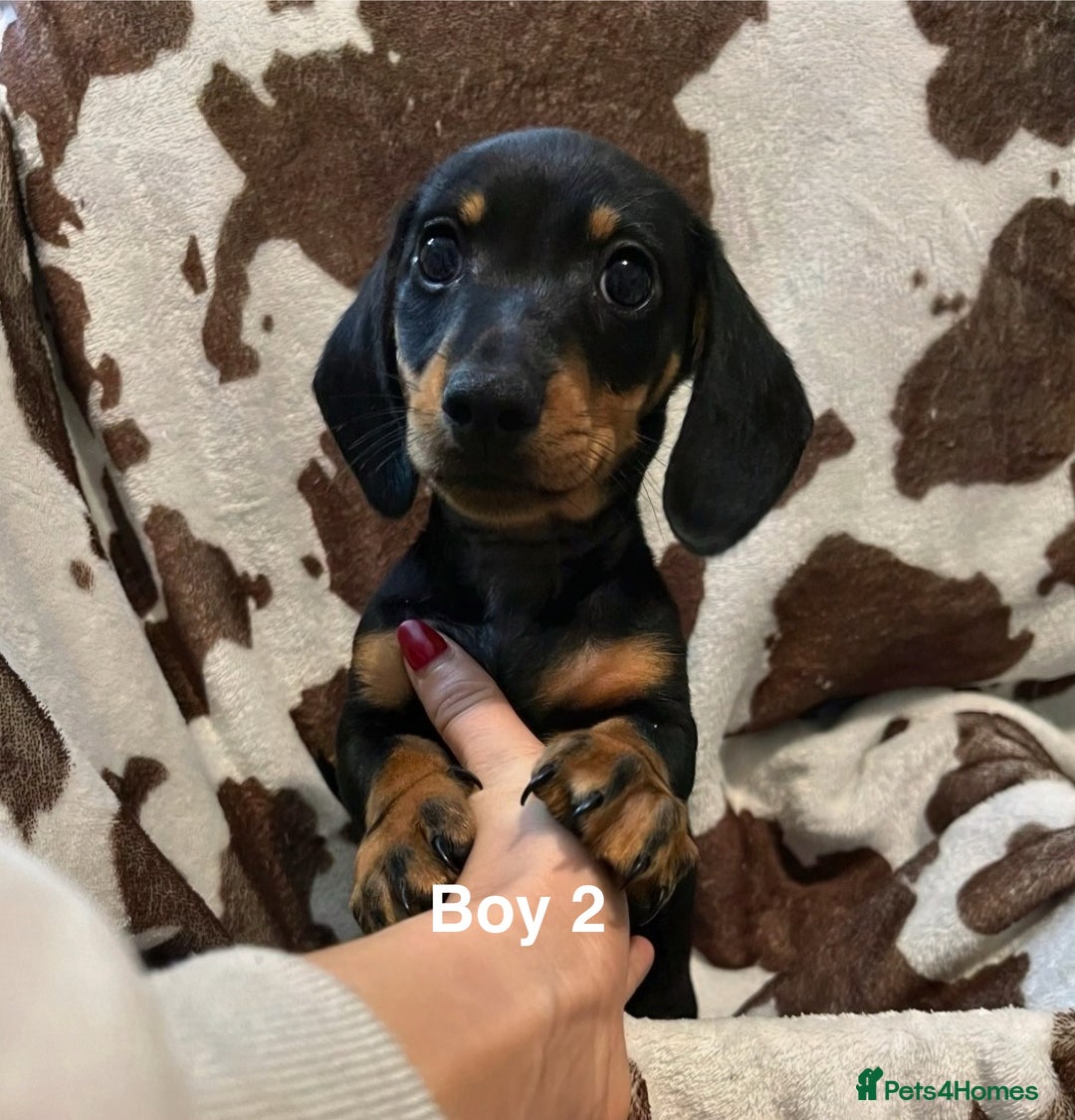 Miniature Dachshund dogs for sale: ✨ Gorgeous Miniature Dachshund Puppies ✨ - Image 2