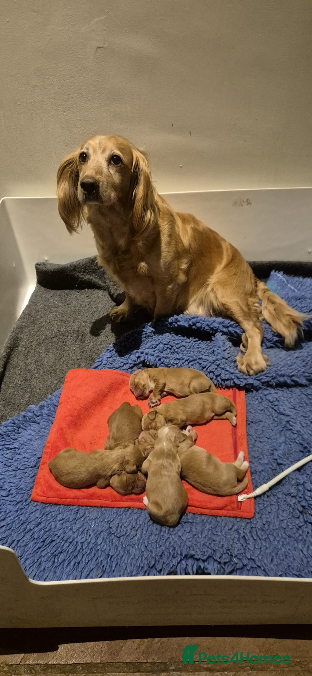 Cocker Spaniel dogs for sale: FTCH sired cocker pups top trial bloodlines - Image 1