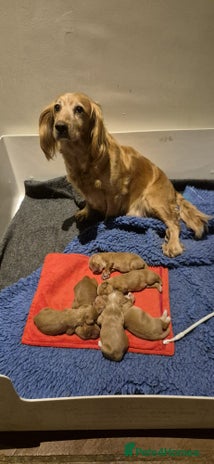 Cocker Spaniel dogs - Advert 8