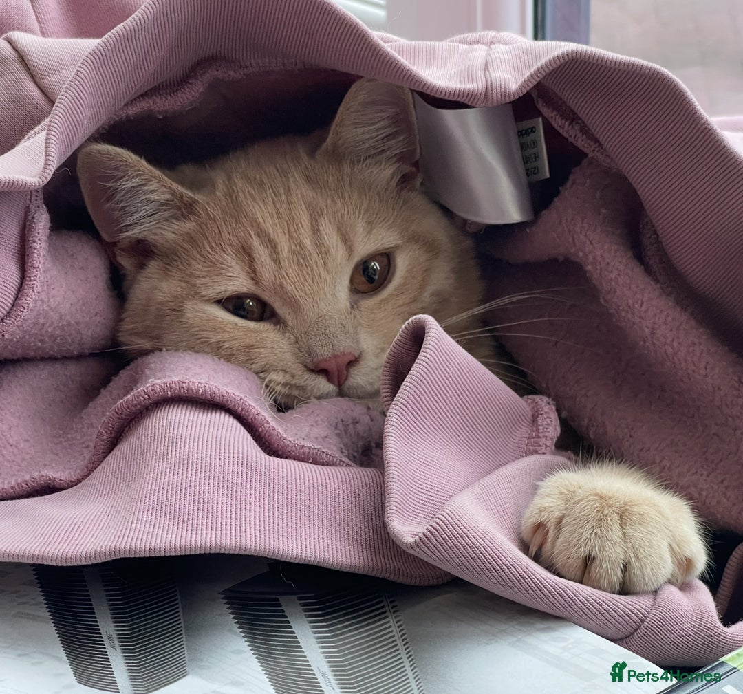 British Shorthair cats for sale: STUNNING GCCF ACTIVE CREAM MALE  - Advert 2