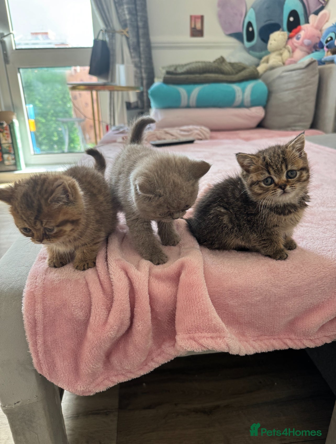 British Shorthair cats ✨Beautiful British Shorthair Kittens Ready now✨ - Advert 11