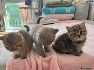 British Shorthair cats - Advert 7