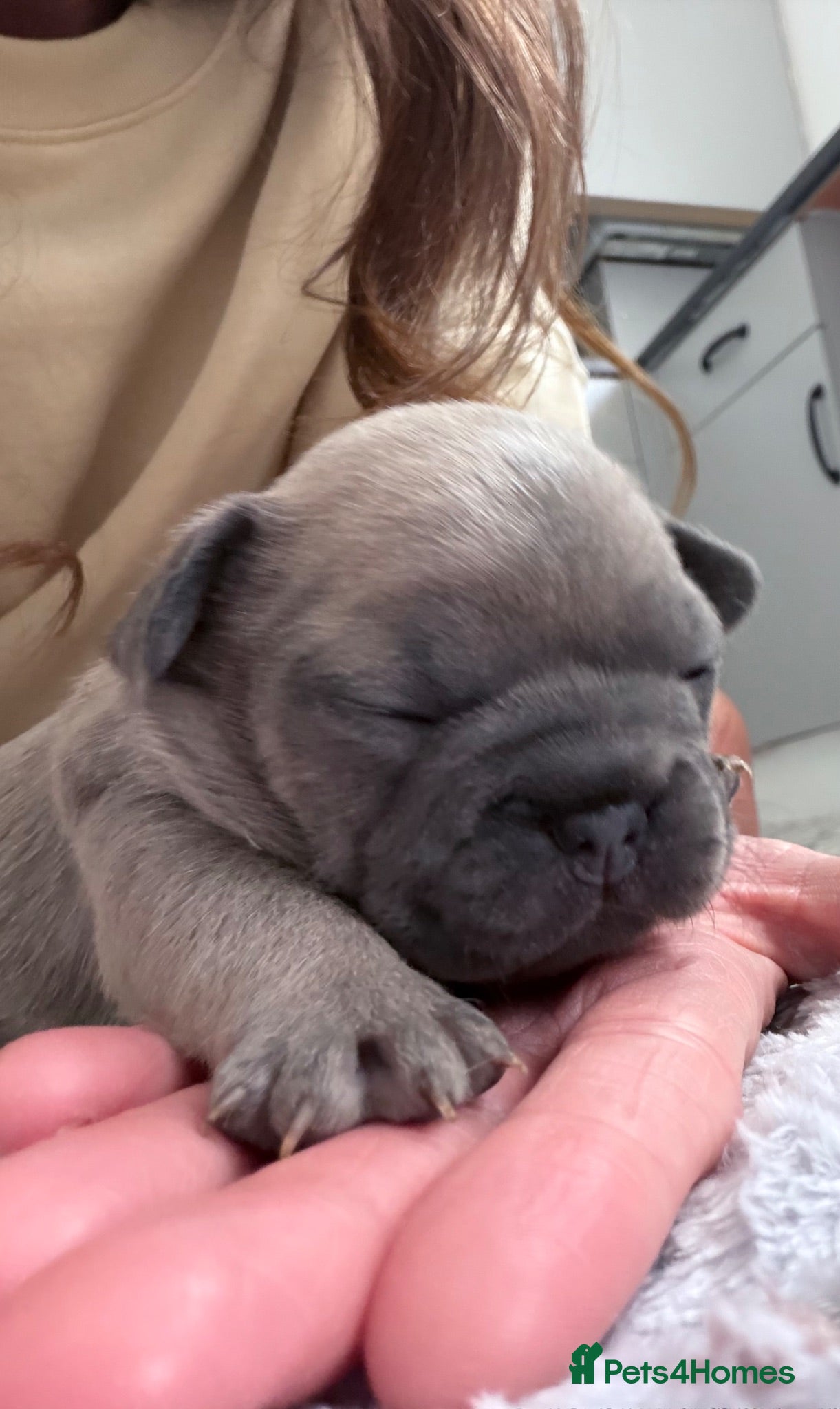 French Bulldog dogs Female Frenchie puppies - Advert 1