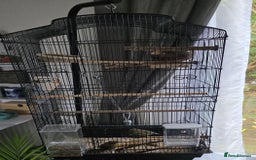 Canaries birds for sale: Pair of canaries forsale  - Image 3