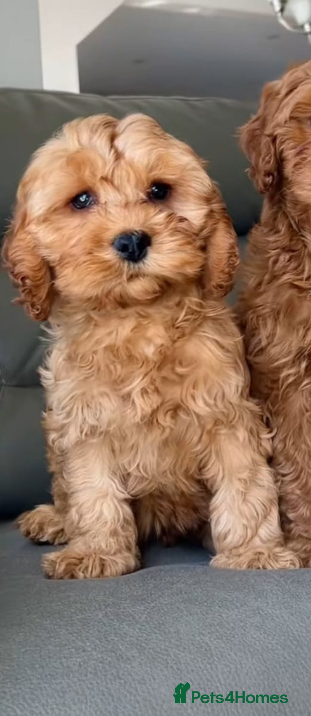 Cavapoo dogs for sale: Cavapoo puppies  - Advert 3