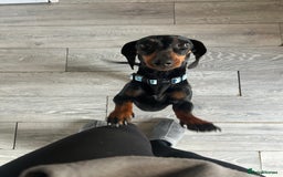Miniature Dachshund dogs for sale: Black & tan mini dashshand  - Image 5