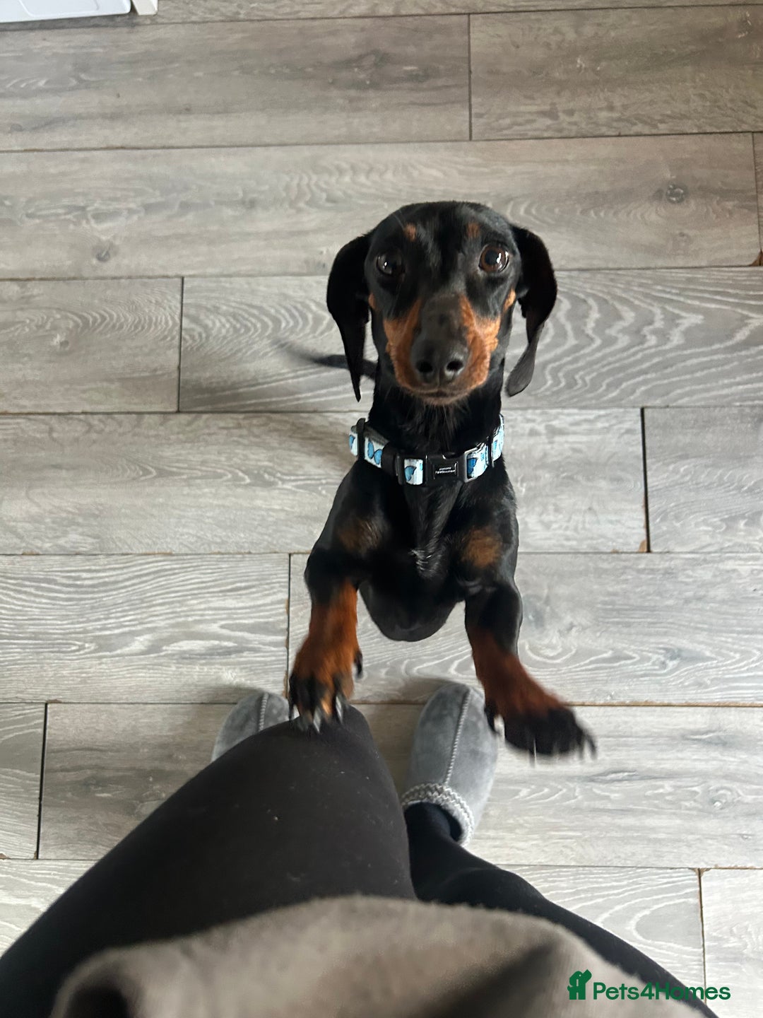 Miniature Dachshund dogs for sale: Black & tan mini dashshand  - Image 5