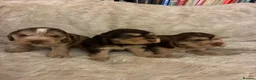 Cocker Spaniel dogs for sale: ADORABLE KC REG SHOW TYPE COCKER SPANIEL PUPS - Advert 6