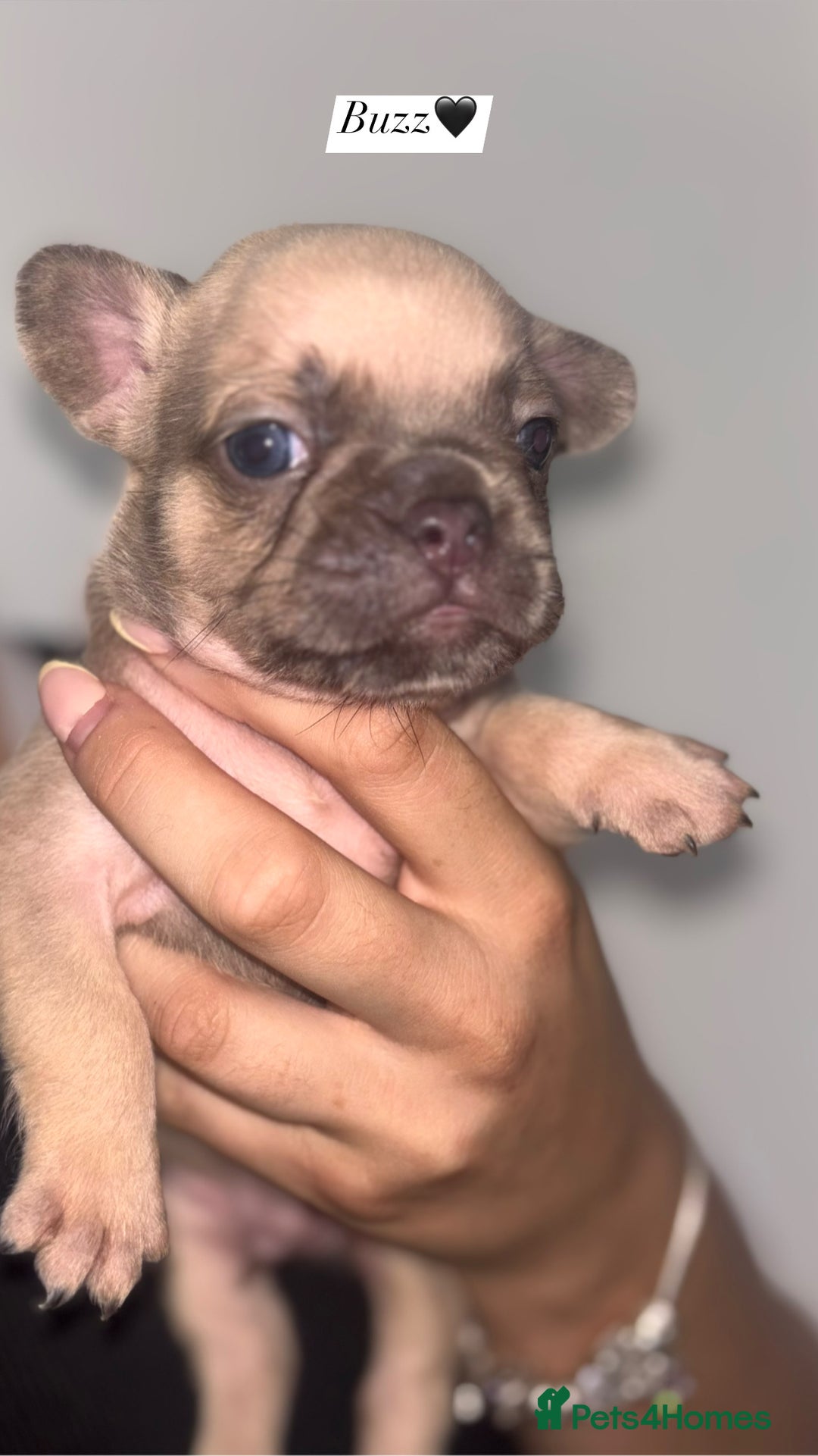 French Bulldog dogs for sale: Frenchie pups - Image 3