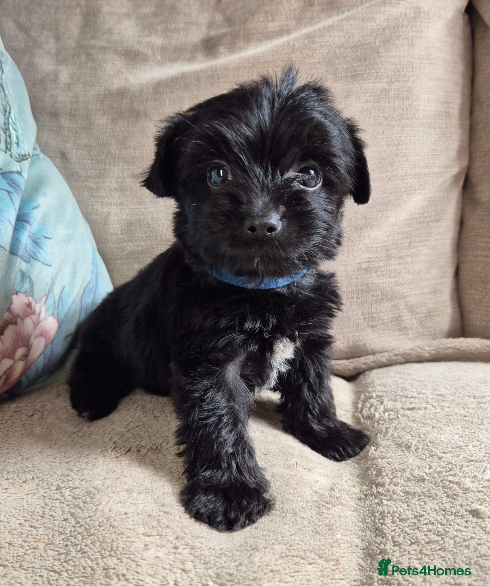 Yorkshire Terrier dogs Gorgeous Lilliputian Yorkies available  - Advert 2