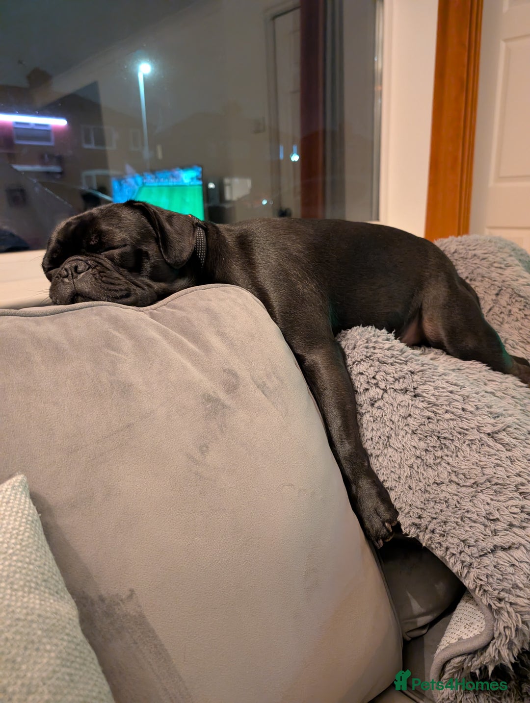 Frug dogs for sale: Frug - 2 years old - Image 5