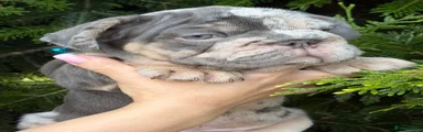 French Bulldog 2