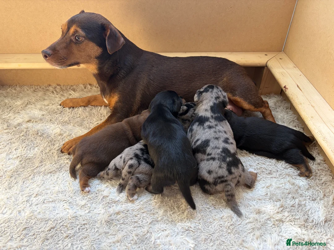 Jack Russell dogs for sale: Miniature Jack Russell puppies  - Advert 1