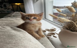 Mixed Breed cats for sale: Two ginger boys - Image 10